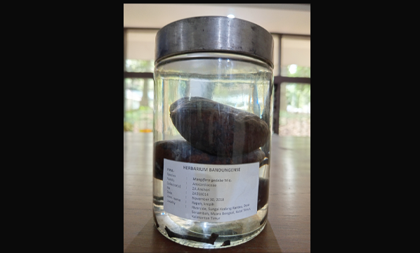 Krepih (<i>Mangifera gedebe</i> Miq.)