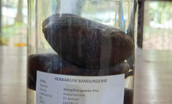 Krepih (<i>Mangifera gedebe</i> Miq.)