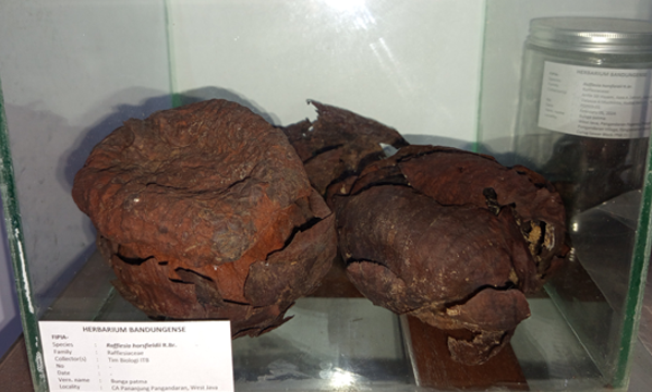 Bunga patma <br>(<i>Rafflesia horsfieldii</i> R.Br.)