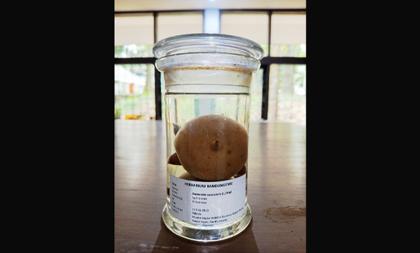 Pidada (<i>Sonneratia caseolaris</i> (L.) Engl.)