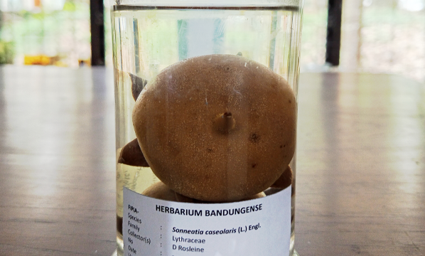 Pidada (<i>Sonneratia caseolaris</i> (L.) Engl.)