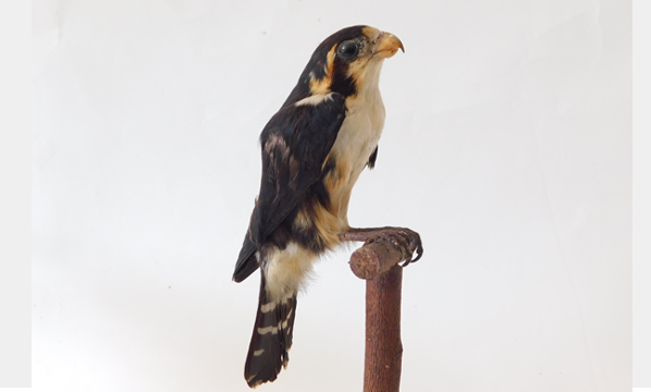 Alap-alap capung (<i>Microhierax fringillarius</i>)