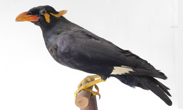 Beo (<i>Gracula religiosa</i>)