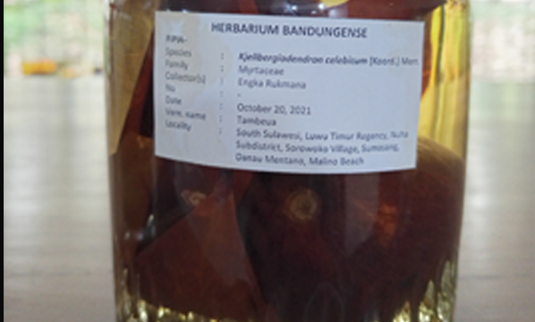 Tambeua (<i>Kjelbergiodendron celebicum</i> (Koord.) Merr.)