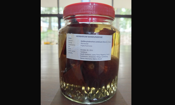 Tambeua (<i>Kjelbergiodendron celebicum</i> (Koord.) Merr.)