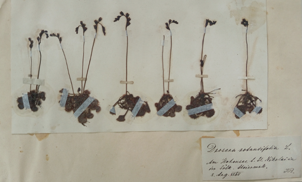 Sundew (<i>Drosera rotundifolia</i> L.)