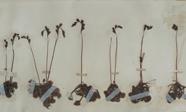 Sundew (<i>Drosera rotundifolia</i> L.)