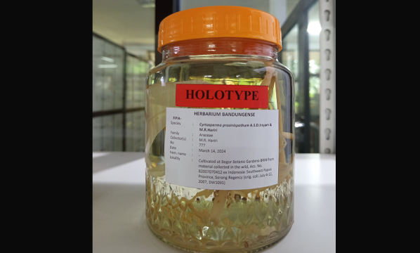 Keladi Hutan (<i>Cyrtosperma prasinispathum</i> A.S.D.Irsyam & M.R.Hariri)