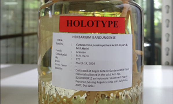 Keladi Hutan (<i>Cyrtosperma prasinispathum</i> A.S.D.Irsyam & M.R.Hariri)