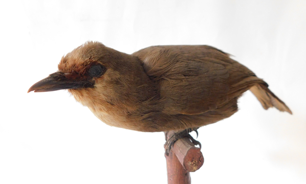 Koleksi Burung Kicau