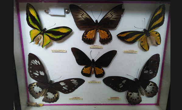 Kupu-kupu sayap-burung