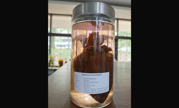 Pisang hutan (<i>Musa borneensis</i> Becc.)