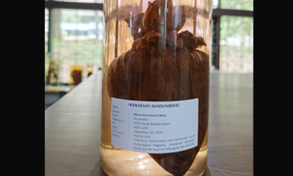 Pisang hutan (<i>Musa borneensis</i> Becc.)