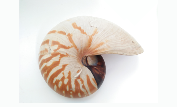 <i>Nautilus pompilius</i>