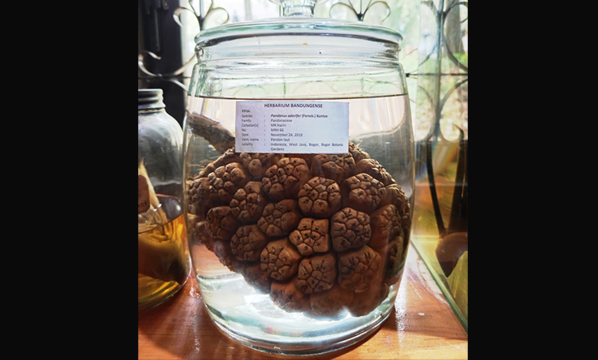 Pandan laut (<i>Pandanus odorifer</i> (Forssk.) Kuntze)