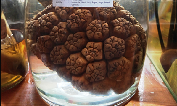 Pandan laut (<i>Pandanus odorifer</i> (Forssk.) Kuntze)