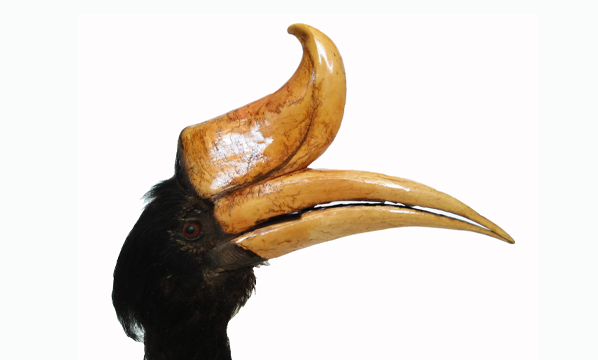 Rangkong badak (<i>Buceros rhinoceros</i>)