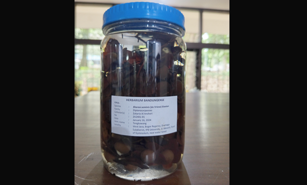 Meranti (<i>Shorea Seminis</i> (de Vriese) Slooten)