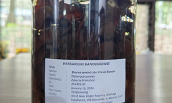 Meranti (<i>Shorea Seminis</i> (de Vriese) Slooten)