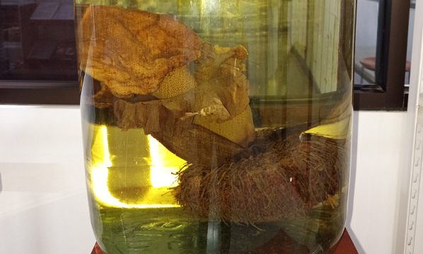 Suweg (<i>Amorphophallus paeoniifolius</i> (Dennst.) Nicolson)