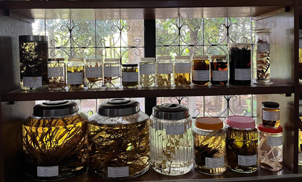 Sejarah Herbarium Bandungense