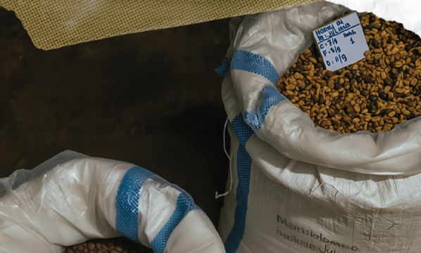 INSTRUKSI KERJA PENYIMPANAN GREEN BEANS