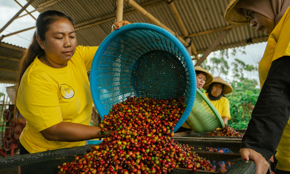 INSTRUKSI KERJA SORTASI