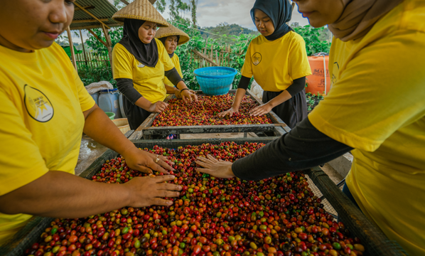 INSTRUKSI KERJA SORTASI