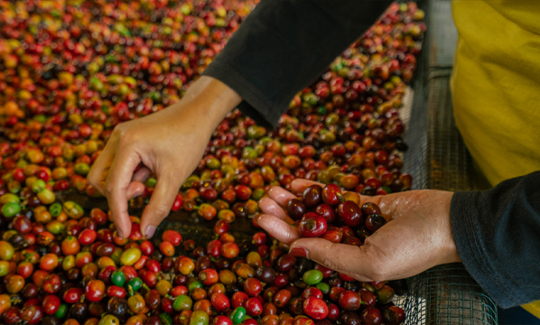 INSTRUKSI KERJA SORTASI