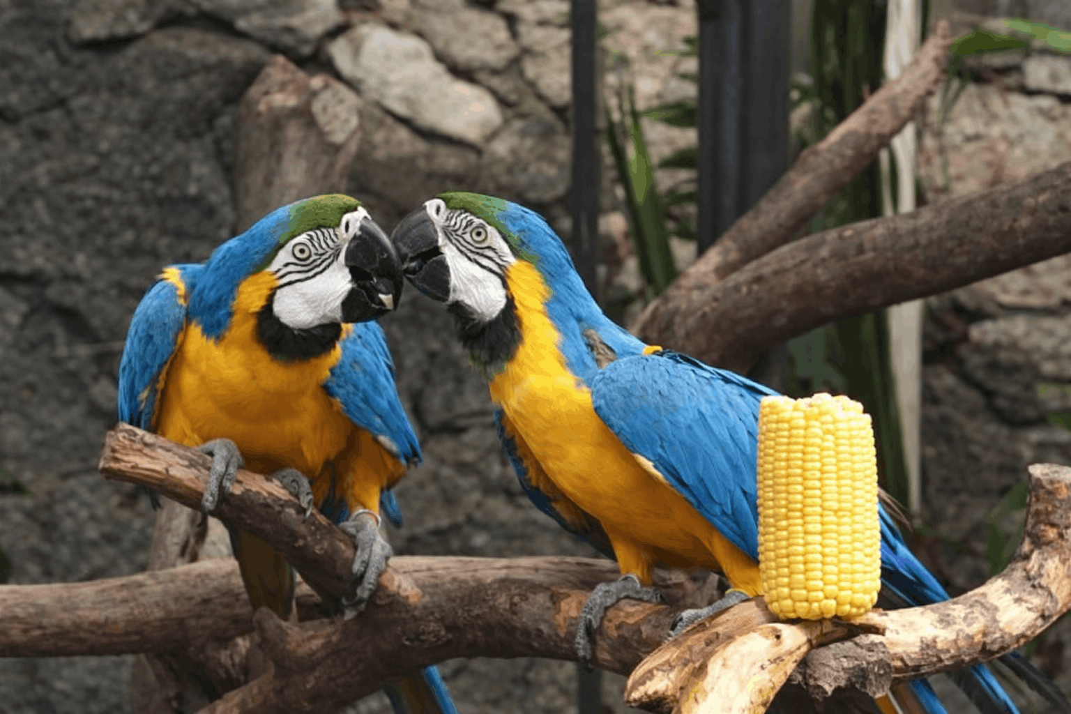 Macaw Biru-Kuning<br> (<i>Ara ararauna</i>)