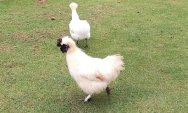 Ayam Brahma (<i>Gallus gallus domesticus</i>)