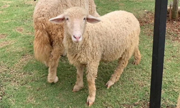 Domba domestik (<i>Ovis aries</i>)