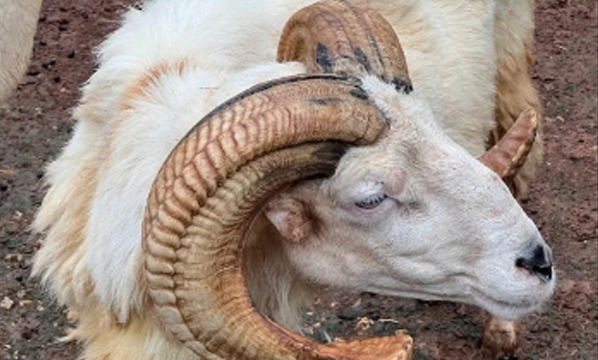 Domba jantan (<i>Ovis aries</i>)