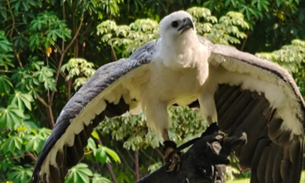 Elang laut perut putih (<i>Haliaeetus leucogaster</i>)