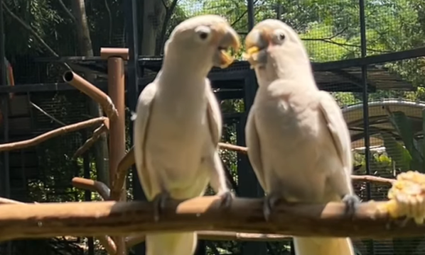 Kakatua jambul kuning (<i>Cacatua galerita</i>)