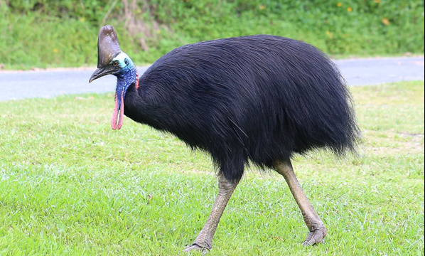 Kasuari selatan (<i>Casuarius casuarius</i>)