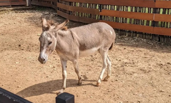Keledai domestik (<i>Equus africanus asinus</i>)