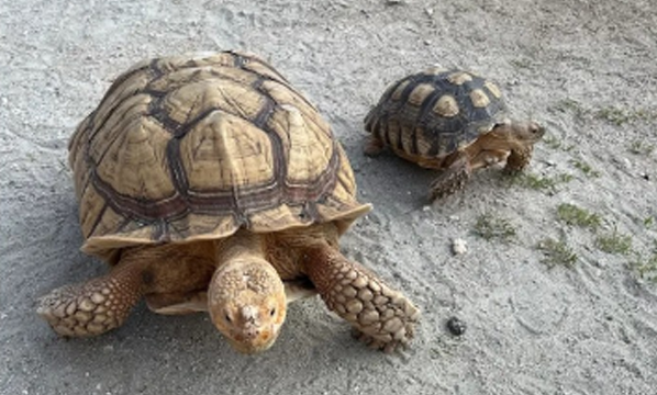 Kura-kura sulcata (<i>Centrochelys sulcata</i>)