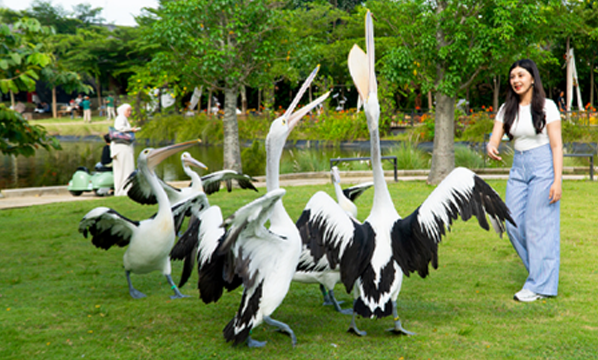 Pelikan Australia (<i>Pelecanus conspicillatus</i>)