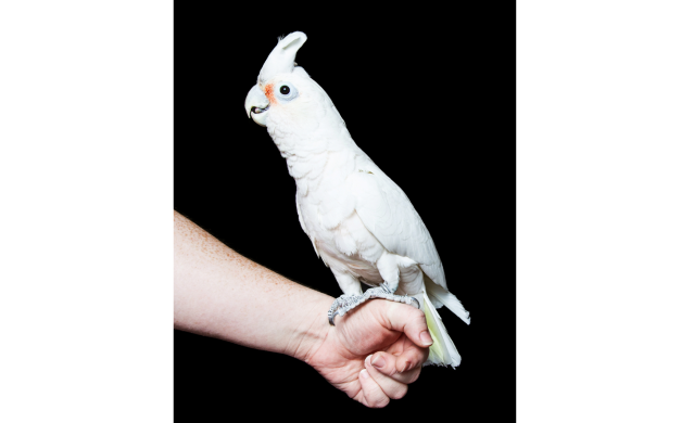 Kakatua tanimbar <br>Goffin’s cockatoo <br> <i>Cacatua goffiniana</i>