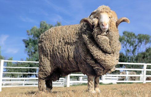 Domba merino <br>Merino sheep <br> <i>Ovis aries</i>