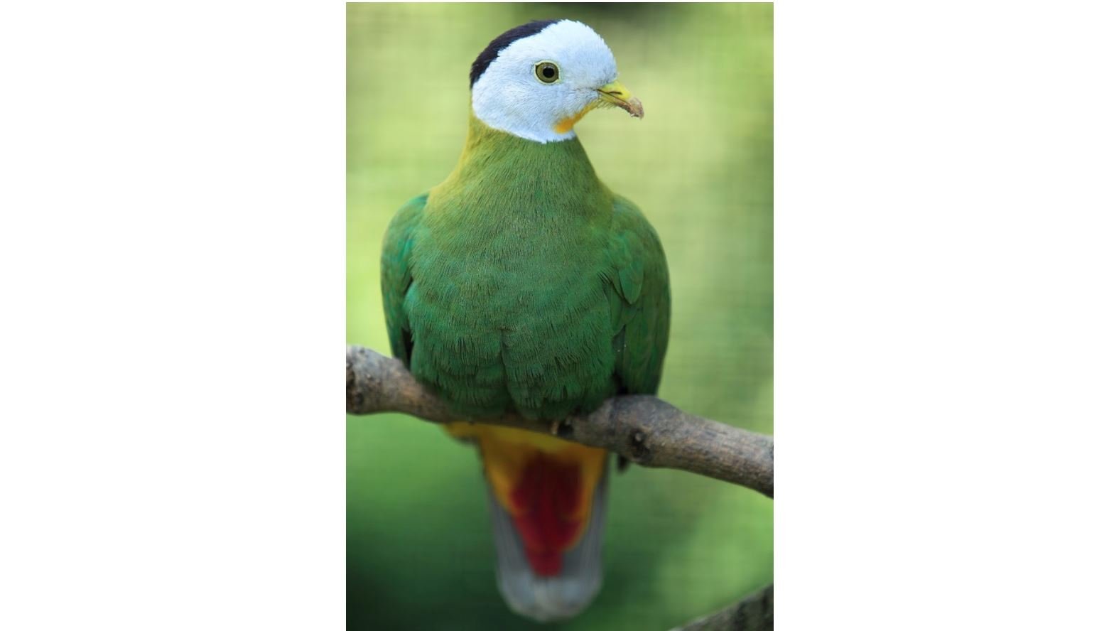 Walik kembang <br>Black-naped fruit dove <br> <i>Ptilinopus melanospilus</i>