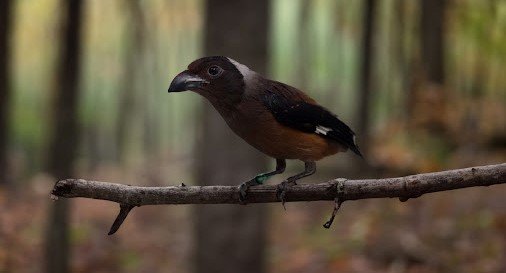 Tangkar uli sumatera <br>Sumatran treepie <br> <i>Dendrocitta occipitalis</i>