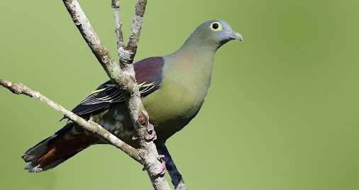 Punai penganten <br>Gray-cheeked green-pigeon <br> <i>Treron griseicauda</i>