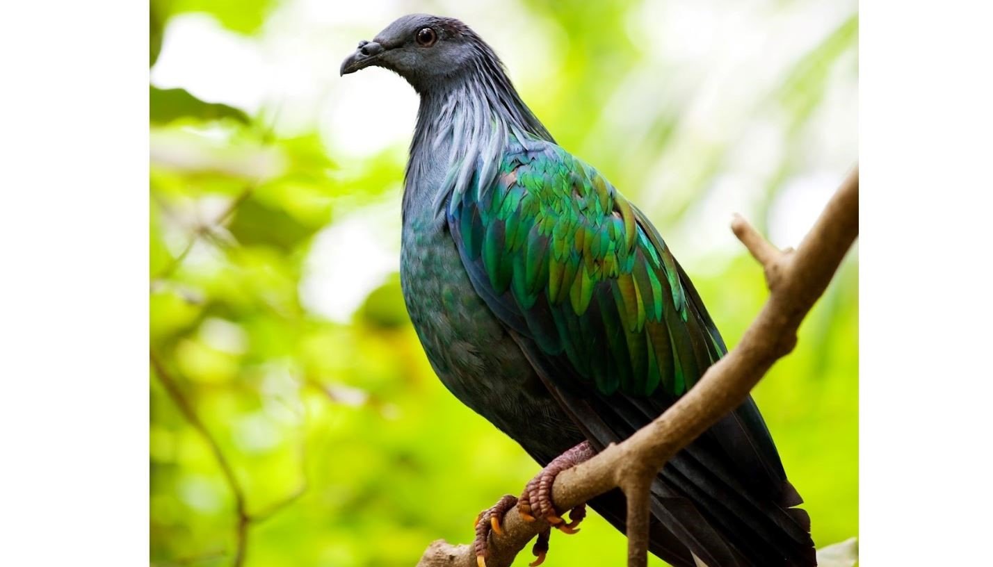Junai emas <br>Nicobar pigeon <br> <i>Caloenas nicobarica</i>