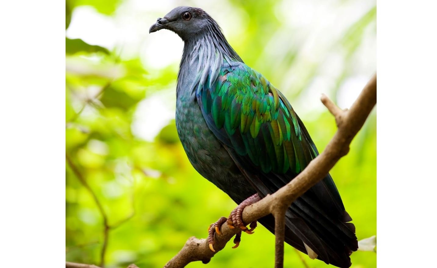 Junai emas <br>Nicobar pigeon <br> <i>Caloenas nicobarica</i>