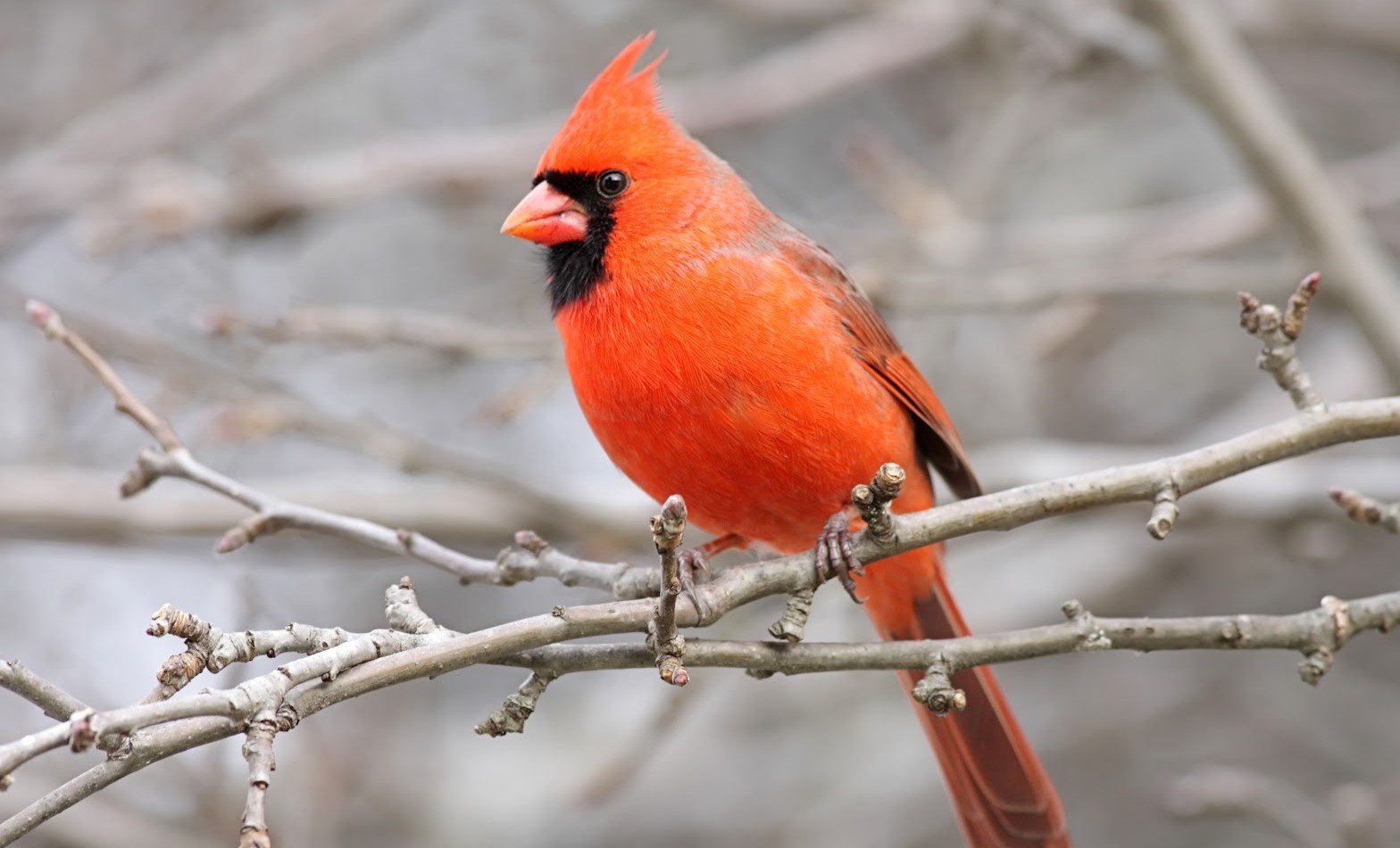 Kardinal merah <br>Northern cardinal <br> <i>Cardinalis cardinalis</i>
