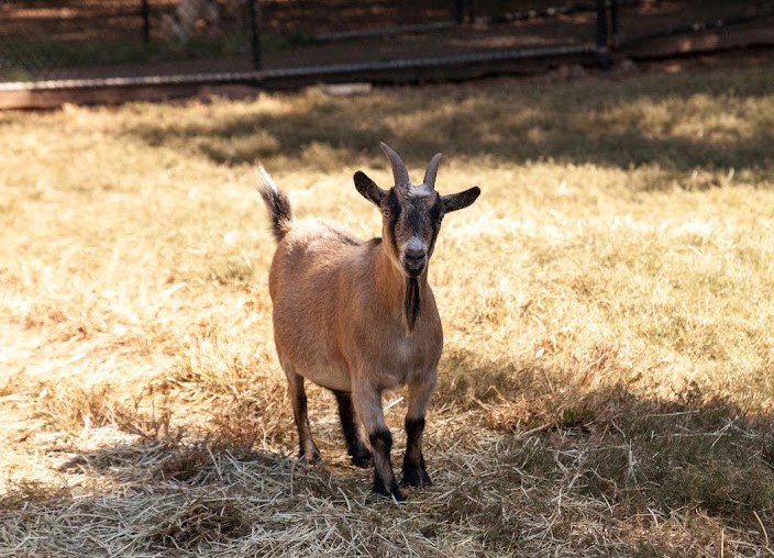 Kambing kerdil <br>Pygmy goat <br> <i>Capra aegagrus hircus</i>