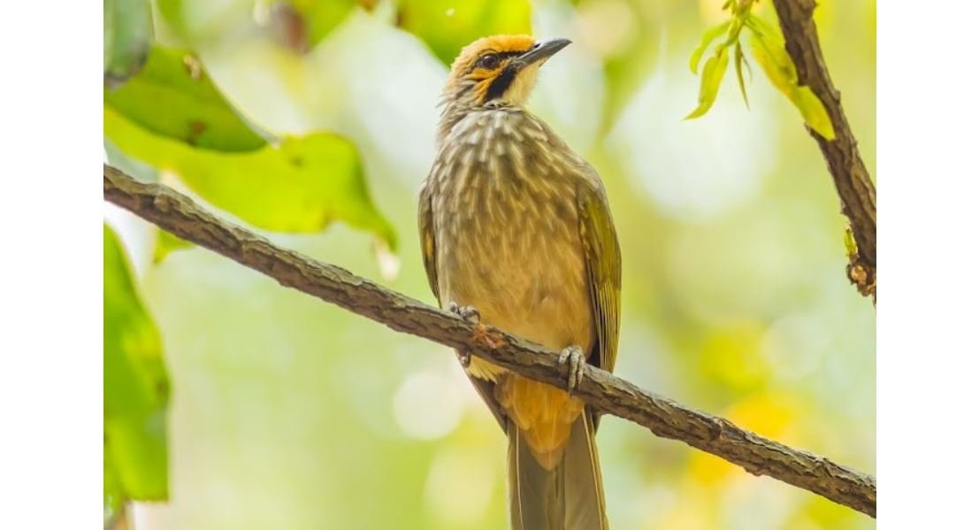 Cucak rawa <br>Straw-headed bulbul <br> <i>Pycnonotus zeylanicus</i>