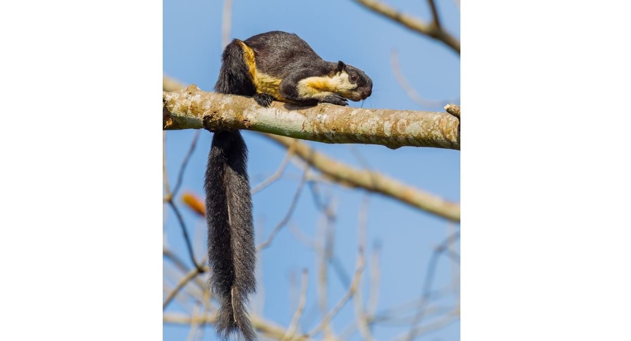 Jelarang hitam <br>Black giant squirrel <br> <i>Ratufa bicolor</i>